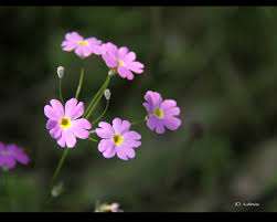 春の花（ピンク）